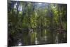 Yela Ka forest conservation area of ka trees (Terminalia carolinensis) in the Yela Valley, Kosrae, -Michael Runkel-Mounted Photographic Print