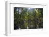 Yela Ka forest conservation area of ka trees (Terminalia carolinensis) in the Yela Valley, Kosrae, -Michael Runkel-Framed Photographic Print