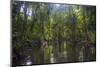 Yela Ka forest conservation area of ka trees (Terminalia carolinensis) in the Yela Valley, Kosrae, -Michael Runkel-Mounted Photographic Print