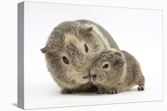 Yellow-Agouti Adult and Baby Guinea Pigs-Mark Taylor-Stretched Canvas