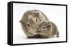 Yellow-Agouti Adult and Baby Guinea Pigs-Mark Taylor-Framed Stretched Canvas