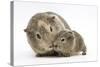 Yellow-Agouti Adult and Baby Guinea Pigs-Mark Taylor-Stretched Canvas