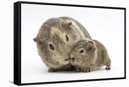 Yellow-Agouti Adult and Baby Guinea Pigs-Mark Taylor-Framed Stretched Canvas