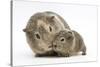 Yellow-Agouti Adult and Baby Guinea Pigs-Mark Taylor-Stretched Canvas