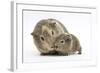 Yellow-Agouti Adult and Baby Guinea Pigs-Mark Taylor-Framed Photographic Print