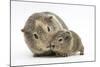 Yellow-Agouti Adult and Baby Guinea Pigs-Mark Taylor-Mounted Photographic Print