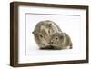 Yellow-Agouti Adult and Baby Guinea Pigs-Mark Taylor-Framed Photographic Print