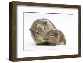 Yellow-Agouti Adult and Baby Guinea Pigs-Mark Taylor-Framed Photographic Print