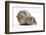 Yellow-Agouti Adult and Baby Guinea Pigs-Mark Taylor-Framed Photographic Print