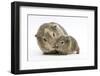 Yellow-Agouti Adult and Baby Guinea Pigs-Mark Taylor-Framed Photographic Print