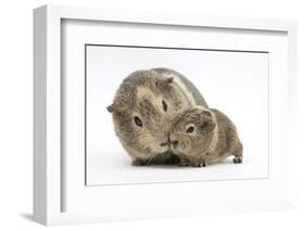 Yellow-Agouti Adult and Baby Guinea Pigs-Mark Taylor-Framed Photographic Print