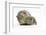 Yellow-Agouti Adult and Baby Guinea Pigs-Mark Taylor-Framed Photographic Print