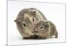 Yellow-Agouti Adult and Baby Guinea Pigs-Mark Taylor-Mounted Photographic Print