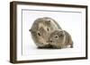 Yellow-Agouti Adult and Baby Guinea Pigs-Mark Taylor-Framed Photographic Print