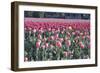 Yellow Among Pinks-Dana Styber-Framed Photographic Print