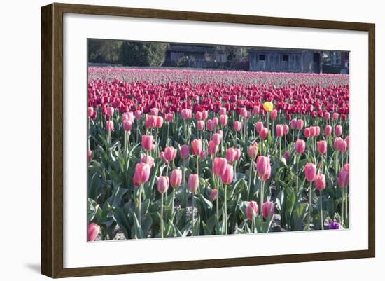 Yellow Among Pinks-Dana Styber-Framed Photographic Print