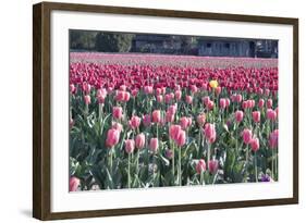 Yellow Among Pinks-Dana Styber-Framed Photographic Print