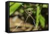 Yellow and Black Garden Spider (Argiope Aurentia) with Normal Zigzag Stabilimentia on Web; Nosara-Rob Francis-Framed Stretched Canvas