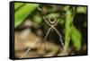 Yellow and Black Garden Spider (Argiope Aurentia) with Normal Zigzag Stabilimentia on Web; Nosara-Rob Francis-Framed Stretched Canvas