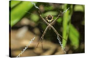 Yellow and Black Garden Spider (Argiope Aurentia) with Normal Zigzag Stabilimentia on Web; Nosara-Rob Francis-Stretched Canvas