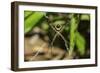 Yellow and Black Garden Spider (Argiope Aurentia) with Normal Zigzag Stabilimentia on Web; Nosara-Rob Francis-Framed Photographic Print