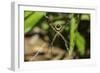 Yellow and Black Garden Spider (Argiope Aurentia) with Normal Zigzag Stabilimentia on Web; Nosara-Rob Francis-Framed Photographic Print