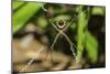 Yellow and Black Garden Spider (Argiope Aurentia) with Normal Zigzag Stabilimentia on Web; Nosara-Rob Francis-Mounted Photographic Print