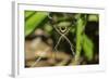 Yellow and Black Garden Spider (Argiope Aurentia) with Normal Zigzag Stabilimentia on Web; Nosara-Rob Francis-Framed Photographic Print