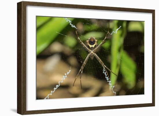 Yellow and Black Garden Spider (Argiope Aurentia) with Normal Zigzag Stabilimentia on Web; Nosara-Rob Francis-Framed Photographic Print