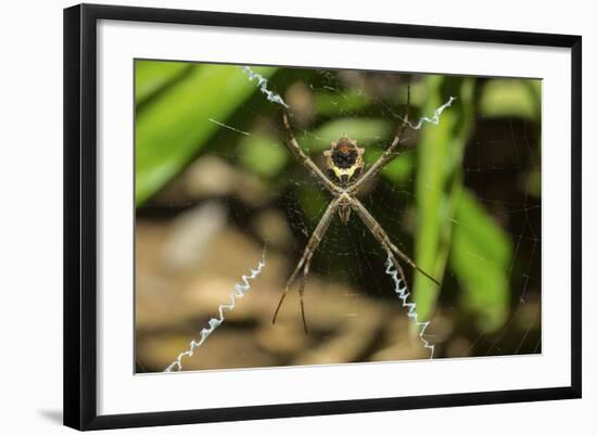 Yellow and Black Garden Spider (Argiope Aurentia) with Normal Zigzag Stabilimentia on Web; Nosara-Rob Francis-Framed Photographic Print