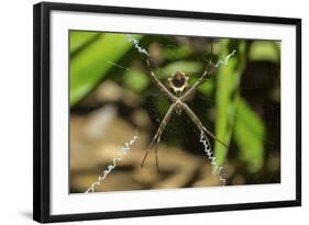 Yellow and Black Garden Spider (Argiope Aurentia) with Normal Zigzag Stabilimentia on Web; Nosara-Rob Francis-Framed Photographic Print