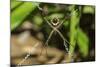 Yellow and Black Garden Spider (Argiope Aurentia) with Normal Zigzag Stabilimentia on Web; Nosara-Rob Francis-Mounted Photographic Print