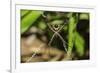 Yellow and Black Garden Spider (Argiope Aurentia) with Normal Zigzag Stabilimentia on Web; Nosara-Rob Francis-Framed Photographic Print