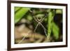 Yellow and Black Garden Spider (Argiope Aurentia) with Normal Zigzag Stabilimentia on Web; Nosara-Rob Francis-Framed Photographic Print