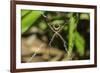 Yellow and Black Garden Spider (Argiope Aurentia) with Normal Zigzag Stabilimentia on Web; Nosara-Rob Francis-Framed Photographic Print