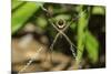 Yellow and Black Garden Spider (Argiope Aurentia) with Normal Zigzag Stabilimentia on Web; Nosara-Rob Francis-Mounted Photographic Print