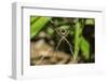 Yellow and Black Garden Spider (Argiope Aurentia) with Normal Zigzag Stabilimentia on Web; Nosara-Rob Francis-Framed Photographic Print