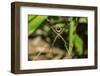 Yellow and Black Garden Spider (Argiope Aurentia) with Normal Zigzag Stabilimentia on Web; Nosara-Rob Francis-Framed Premium Photographic Print