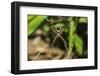 Yellow and Black Garden Spider (Argiope Aurentia) with Normal Zigzag Stabilimentia on Web; Nosara-Rob Francis-Framed Premium Photographic Print