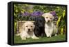 Yellow and Black Labrador Puppies-null-Framed Stretched Canvas