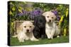 Yellow and Black Labrador Puppies-null-Stretched Canvas