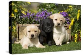 Yellow and Black Labrador Puppies-null-Stretched Canvas
