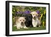 Yellow and Black Labrador Puppies-null-Framed Premium Photographic Print