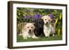 Yellow and Black Labrador Puppies-null-Framed Photographic Print