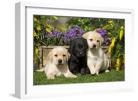 Yellow and Black Labrador Puppies-null-Framed Photographic Print