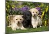 Yellow and Black Labrador Puppies-null-Mounted Photographic Print