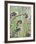 Yellow and Blue Forget Me Nots-Don Paulson-Framed Giclee Print