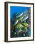 Yellow And Blue Striped Sweeltip Fish, Komodo, Indonesia-Stocktrek Images-Framed Photographic Print