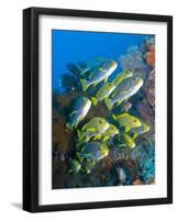 Yellow And Blue Striped Sweeltip Fish, Komodo, Indonesia-Stocktrek Images-Framed Photographic Print