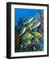 Yellow And Blue Striped Sweeltip Fish, Komodo, Indonesia-Stocktrek Images-Framed Photographic Print